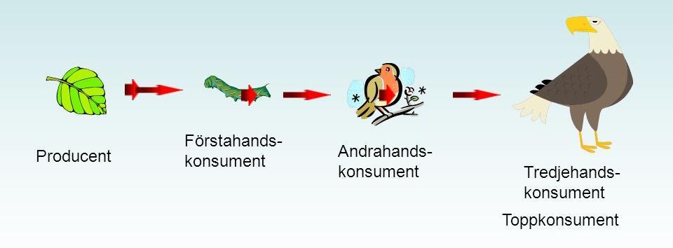 Energiomsättningen i ekosystemen Viktiga begrepp Näringskedja Näringsämnen vandrar från en levande varelse till annan liksom en kedja.