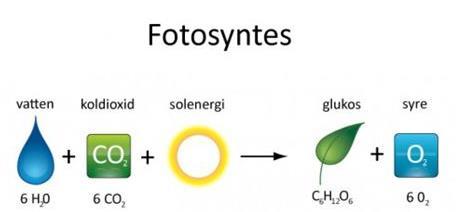 koldioxid och bildar kolhydrater.