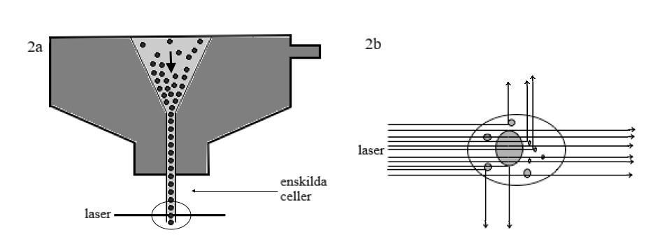 bestrålning av laser vid en specifik våglängd och detekteras av ett optiskt system (33).