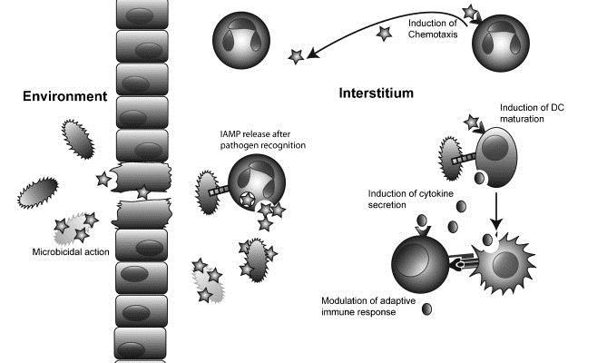 Antimikrobiella peptider: Inducerbara Neutrofiler utsöndrar