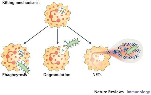 16 Immunologi