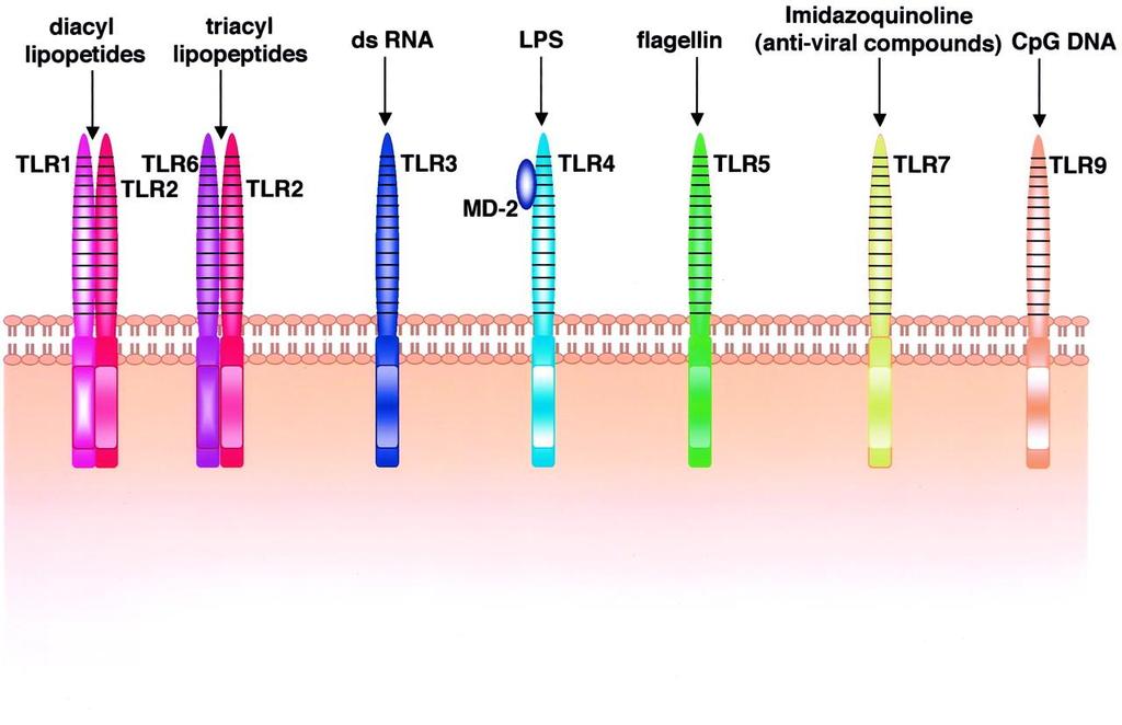 TLR - ligander 19 Immunologi Akira