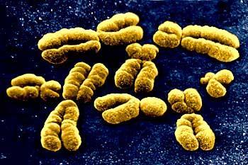 Interferons Type I Interferons IFN-alpha, 20 genes, 13 proteins