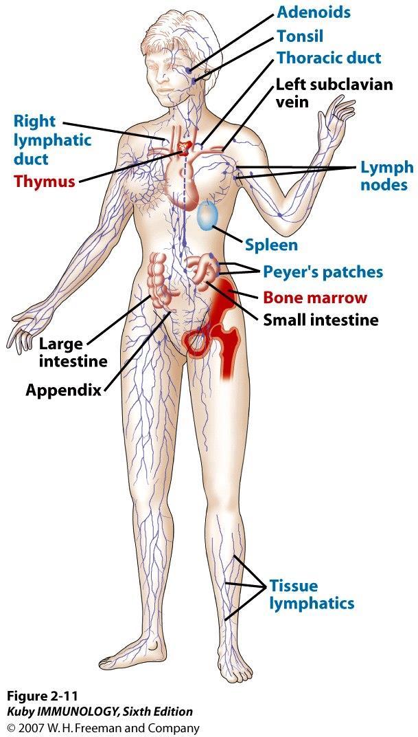 Lymfoida vävnader Primära lymfoida organ Benmärg Thymus