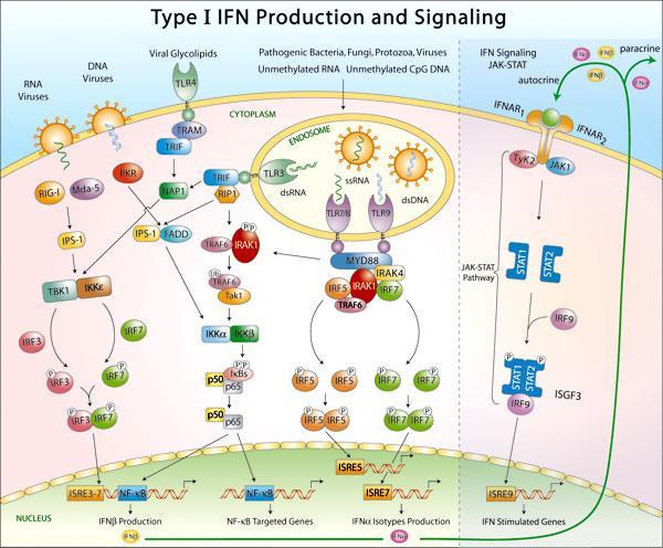 repression of >100 genes on