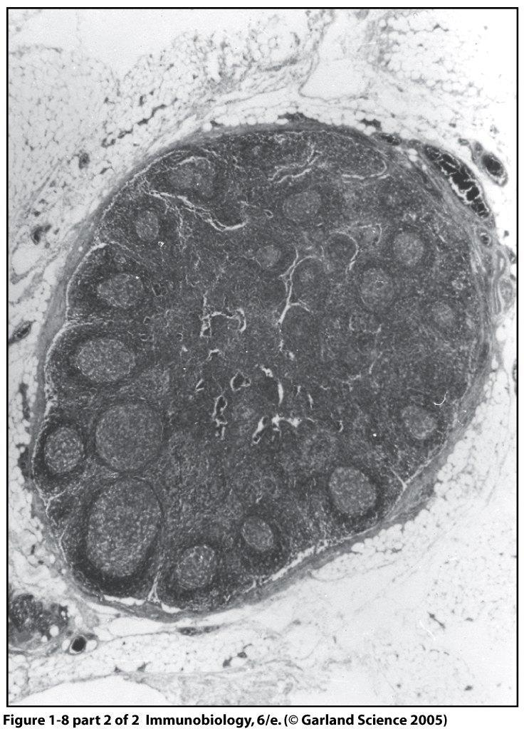 Lymfocyternas kretslopp Paracortex (T cells)