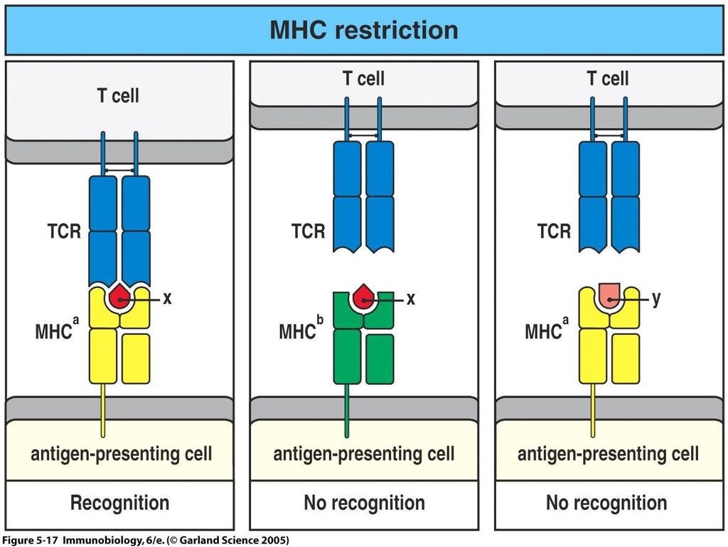 47 Immunologi