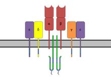 51 Immunologi