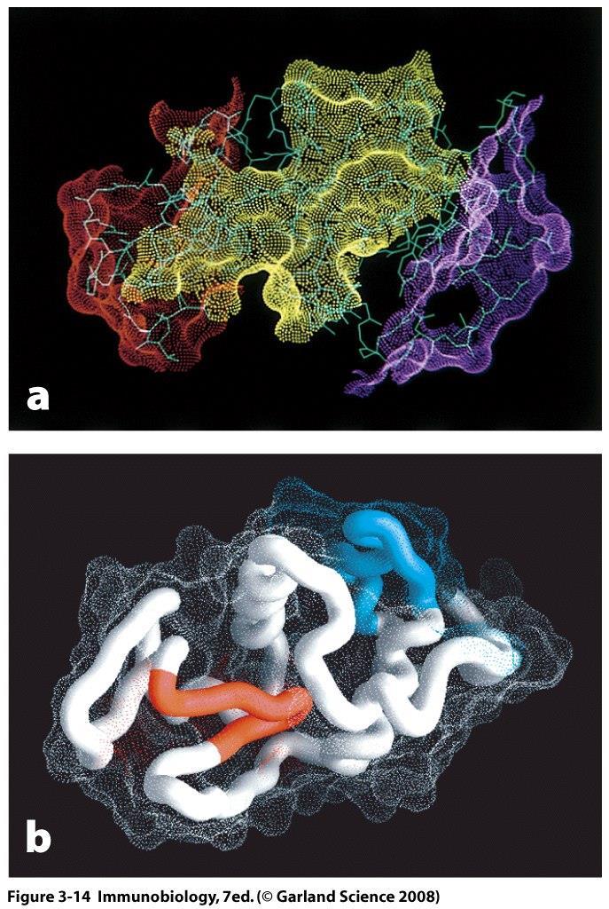 Epitopes recognized by T cells and antibodies differ Antibodies