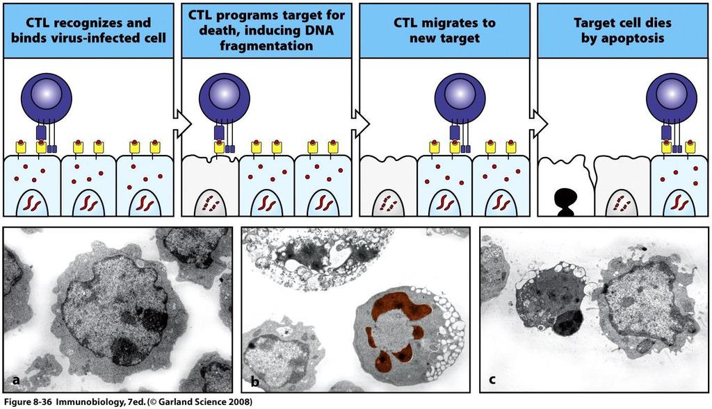 Cytotoxic