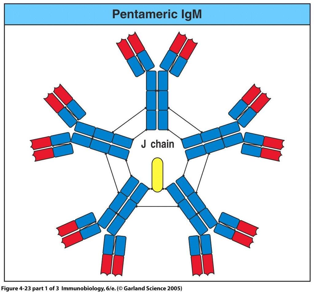 58 Immunologi