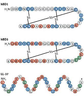 Antimikrobiella peptider