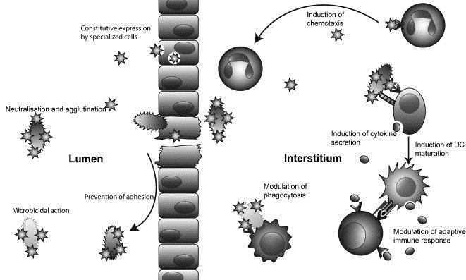 Antimikrobiella peptider: Konstitutiva Specialiserad cell utsöndrar AMP I lumen: neutralisation,