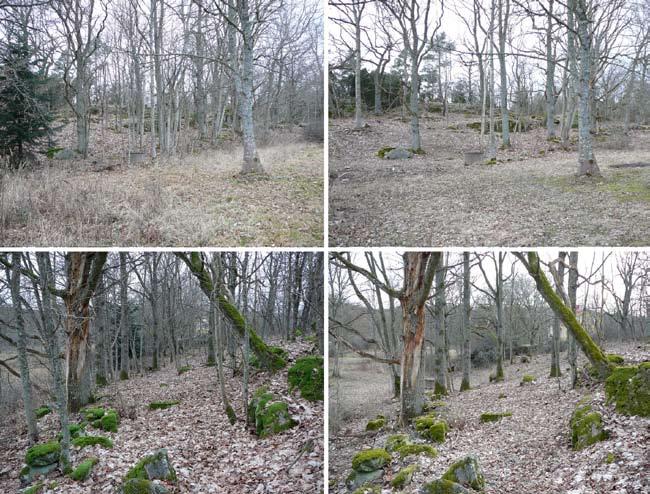 Figur 14. Lokal 32 före röjning 2009 (bilder till vänster) och efter röjning (bilder till höger). Framförallt har sly och mindre träd röjts bort vilket ökat ljusinsläppet markant.