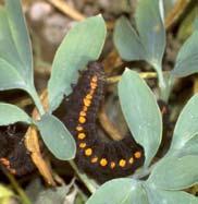 ägg larv puppa imago Honans svarta kropp syns tydligare och är dessutom försedd med en gulaktig, mer eller mindre tydlig, längslinje.