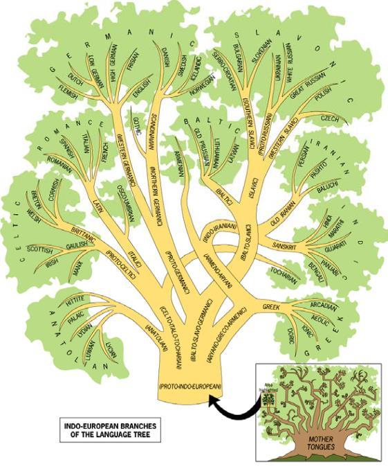 Språkets ursprung Ett språkträd -