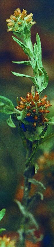 Biodiversity in the dense city Green Points Bat boxes on the yard Butterfly restaurant Courtyard is built with