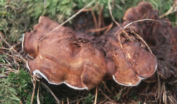 (Sárcodon) och violgubbe (Gomphus