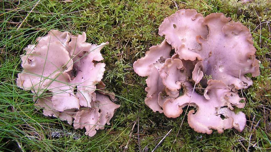 Länsstyrelsen Södermanlands län, rapport 2014:10 17 1.5.11 Rosaköttig taggsvamp - Sarcodon roseoviolaceus Nitare nom.