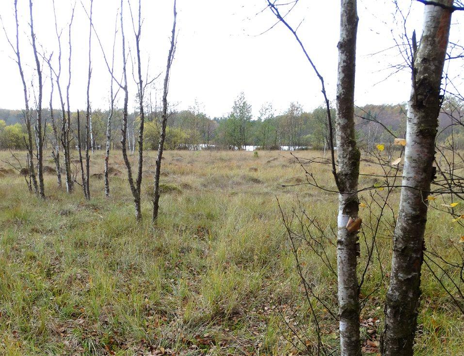 SJÖKÖPSSJÖN Restaurering av bygdens förlorade skatt Sjököpssjön omkring år 1915 Sjököpssjön idag För snart hundra år sedan sänktes Sjököpssjön söder om Önneköp, i gränstrakten mellan Sjöbo och Hörby.