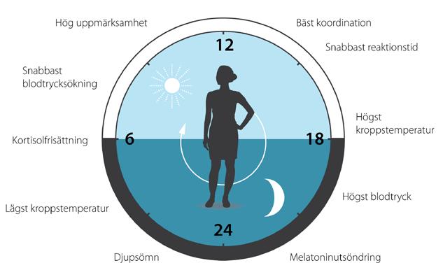 Michael Young identifierade ytterligare en gen, doubletime, som kodar för proteinet DBT. Han visade att DBT fördröjer PER-proteinets anrikning.