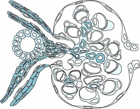 Glomerulär filtration Med hjälp av clearance-begreppet kan man jämföra njurens förmåga att utsöndra olika substanser Clearance = den