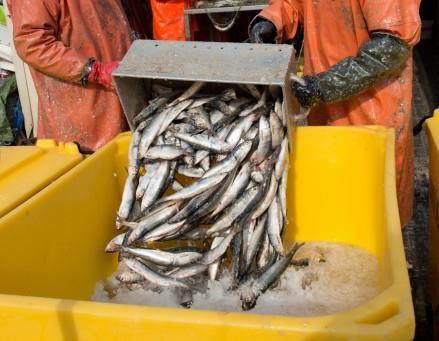 Belastning Uttag av fisk Tillförsel av näring och farliga ämnen