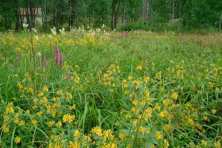 NATURMILJÖ 5 MILJÖ - NULÄGE OCH KONSEKVENSER 5.1 NATURMILJÖ KUNGBÄCK 1:59 M FL Beteckningar i texten nedan hänvisar till motsvarande i Bilaga 1.