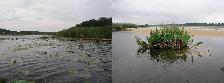 Figur 8. Två vyer över den vegetationsrika Väntholmsviken. I Väntholmsviken noterades 19 arter av undervattensväxter vid inventeringen, undantaget övervattensvegetation.