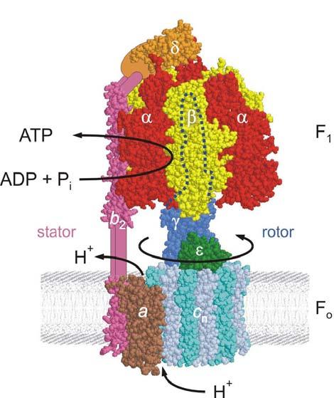 Fråga 7: ATP synthase Below is an illustration of the structure of ATPsynthase. This is an energy transducing membrane protein that is often discussed in analogy with a windmill.