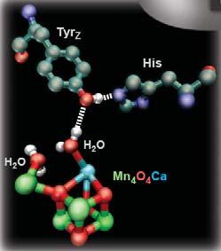 Fråga 8: Photosynthetic reaction centres The pictures below illustrate the oxygen evolving centre (OEC), the active sites of photosystem II.