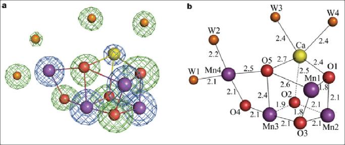 of this protein. What is the function of this active site? What are the roles of Tyr z and the histidine residues illustrated in the left figure.