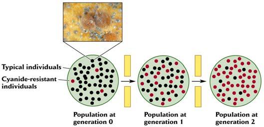 * Ärftlighet samt feno- och genotypisk variation (med samband mellan