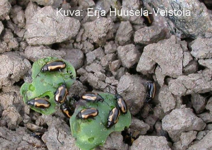 Syfte Effekten av utsädesbehandlingar med mineralnäring i vårraps: Under fältförhållanden i