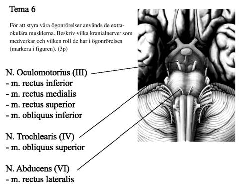 relaterar detta till lokalisationen i ryggmärgen av motorneuronen som innerverar respektive muskelgrupper (markera även detta) (100326ORD, 4p) b) En typ av