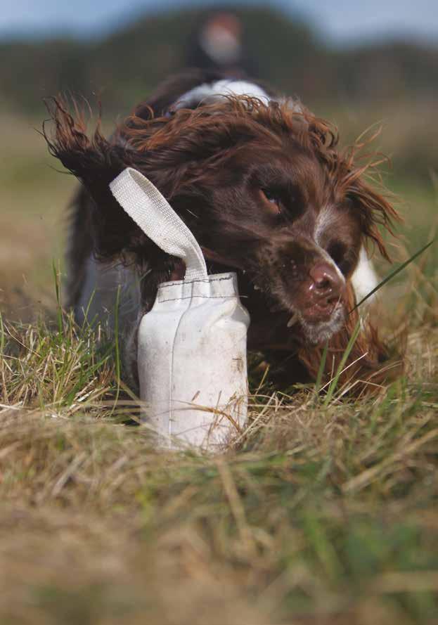 Gripa och hålla fast Vi vill ha snabba och snygga avlämningar därför lär vi hunden att göra riktigt bra gripanden!