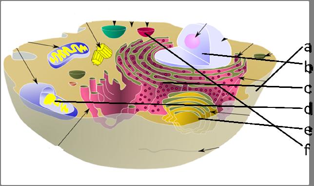 b) Cellkärnan kromosomerna (DNA) lagras och replikation samt transkription sker här c) Endoplasmatiska