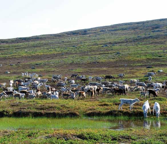 Varmt välkommen till Grövelsjöfjällen - Sveriges sydligaste fjällvärld Upplev naturen Sommarfjällen erbjuder inte enbart härliga vandringsturer i omväxlande fjällterräng