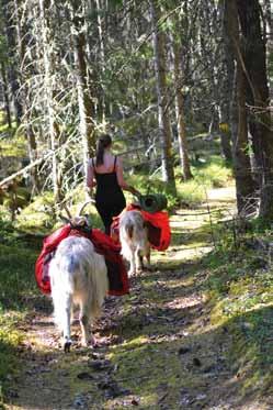 Aktiviteter Grövelsjöfjällen präglas av stillhet och tystnad, men här finns även ett rikt utbud av aktiviteter för alla, det är bara att välja!