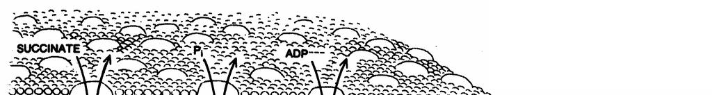 a) Clean water surface b)-e) Increasing surface pressure f) Fully covering film Purpose of the membrane: Spatial confinement of the contents Control