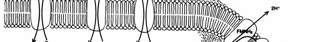 .. Solvent for membrane proteins Phase behaviour in bilayers CMC/CAC by some diacyl PC-lipids Gel: Frozen phase with acyl chains packed and extended,