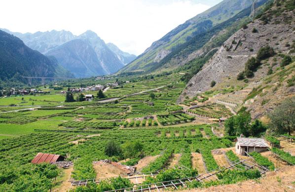 Rare wines, few with equals in Italy or in the world, and well worth seeking out for those who do not have the good fortune and delight of buying them in the beautiful Valle d Aosta.