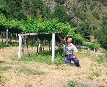 Heroic viticulture Aostadalens vinodling erbjuder ett av Italiens mest fascinerande vinodlingslandskap med en mångfald av inhemska druvor.