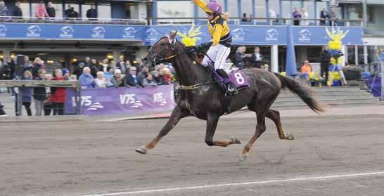 SOLVALLA DISTANS b m : TRIO TVILLING AVRIL LASCAUX :, M, AK, AM,br. s.