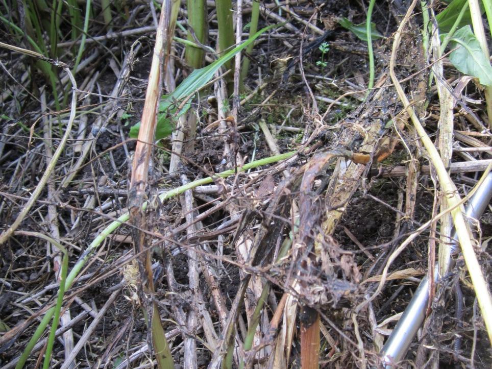 Bomullsmögel (Sclerotinia