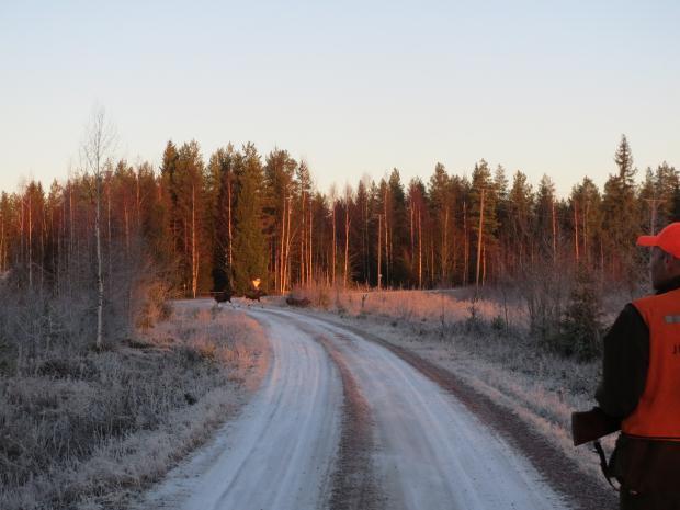 Säkerhet Överraskande situationer är en del av jaktens charm, men ur