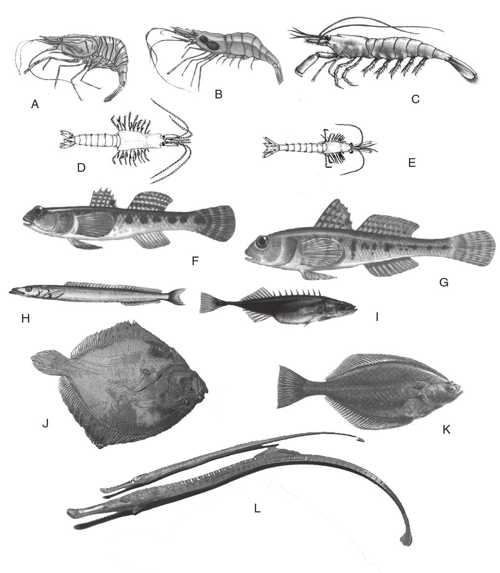 Mobil epifauna och infauna Fredrik Lundgren Kämpinge Hörte Figur 1. Stationer för undersökning av mobil epifauna och infauna år 29 längs Sydkusten.