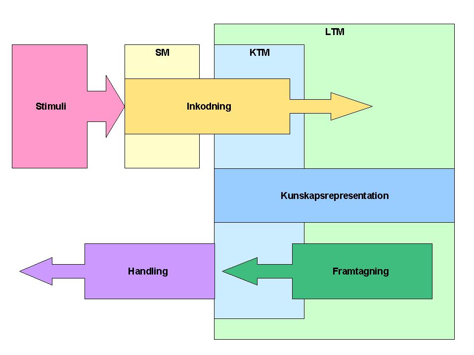 Informationsflödet genom minnessystemet kan indelas i två olika faser; en inkodningsfas och en framtagningsfas.