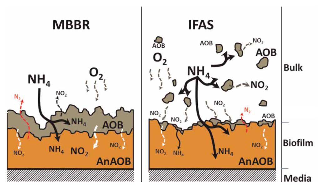 Figur 5-4 Fördelning av biofilm samt bioflockar på bärare i en MBBR ANITA Mox respektive IFAS ANITA Mox, modifierad från Veuillet et al. (2014).