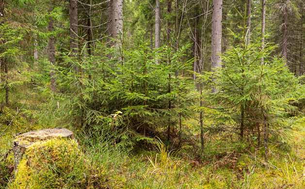 Hyggesfritt - föryngring och inväxning Huggningens inverkan på inväxningen varierar mellan olika studier.